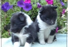 Belmar-puppies