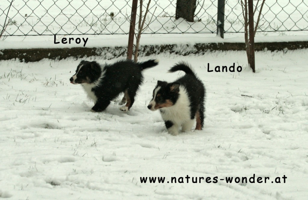 Leroy_Lando1